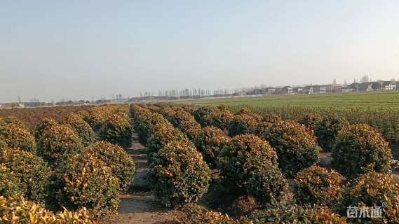 冠幅180厘米枸骨球