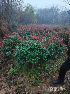 冠幅120厘米红叶石楠球