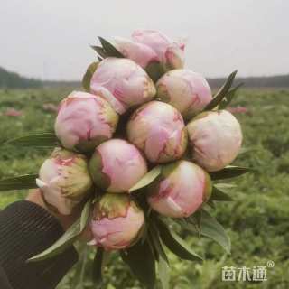 高度75厘米芍药