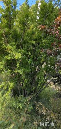 高度3500厘米石榴