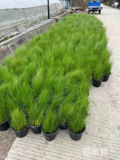 高度50厘米墨西哥羽毛草