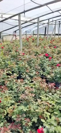 高度30厘米品种月季