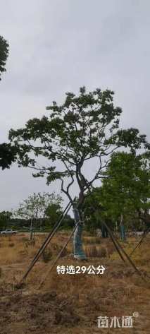 18公分丛生乌桕