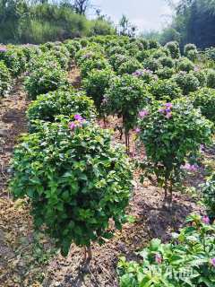 冠幅80厘米三角梅球