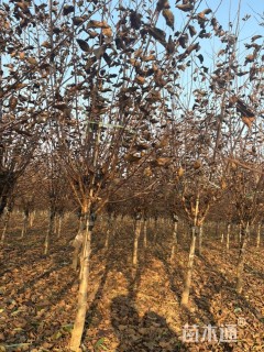 高度200厘米重瓣榆叶梅