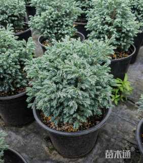 高度20厘米蓝色波尔瓦