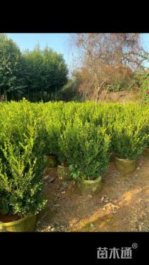 冠幅70厘米小叶黄杨球