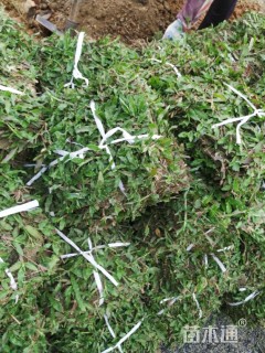 A-精品大叶油草