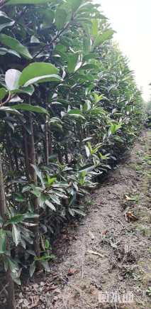 高度250厘米法国冬青