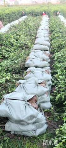 高度70厘米茶树