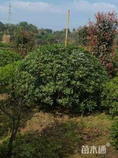 冠幅120厘米海桐球