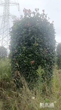 高度250厘米红叶石楠柱