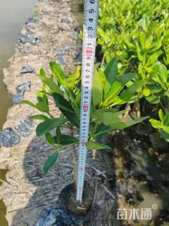 高度30厘米秋茄