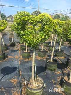 3公分造型亮金女贞