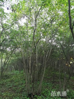 高度400厘米丛生茶条槭