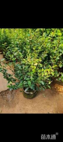 高度50厘米含笑