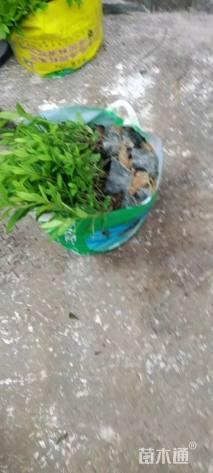 高度25厘米毛鹃