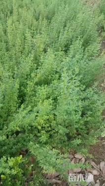 高度30厘米迎春花