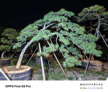 15公分造型黑松