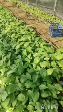 高度20厘米黄菖蒲