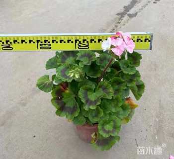 高度20厘米天竺葵