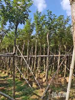 8公分黄花风铃木