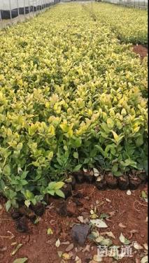 高度25厘米墨西哥鼠尾草