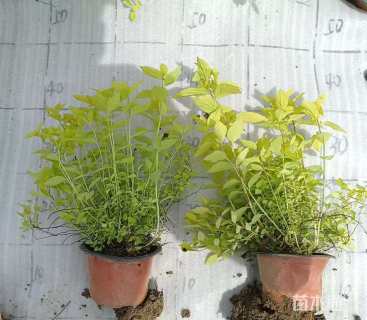 高度20厘米金山绣线菊