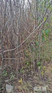 高度100厘米花椒