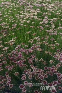 高度20厘米金鸡菊