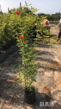 高度180厘米木香