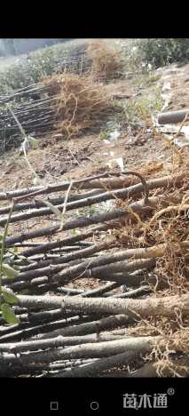 高度70厘米花椒