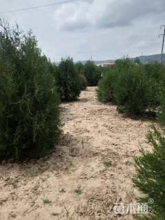 高度100厘米侧柏