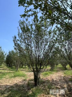 高度700厘米丛生西府海棠