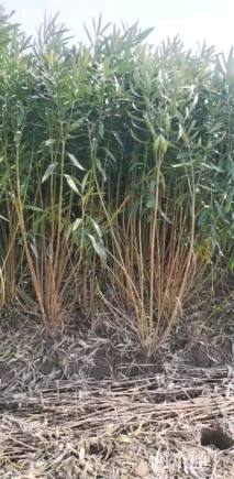 高度160厘米夹竹桃