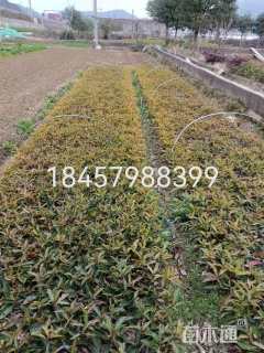 高度15厘米法国冬青