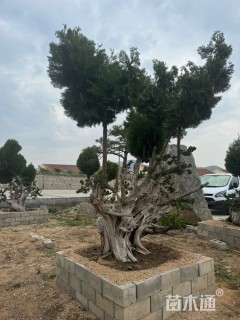 高度100厘米柏树