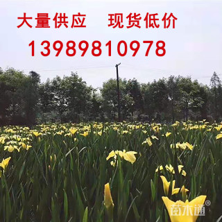高度25厘米黄菖蒲黄花鸢尾