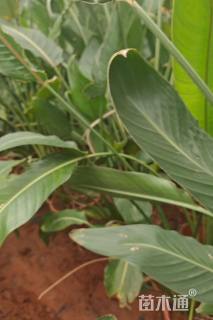 高度150厘米鹤望兰