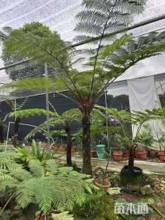 裸干高80厘米笔筒树