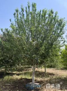 13公分道格海棠