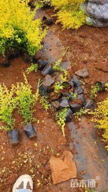 小杯苗亮晶女贞小苗