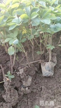 20厘米五叶地锦