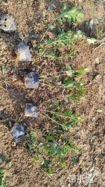 高度40厘米小叶栀子