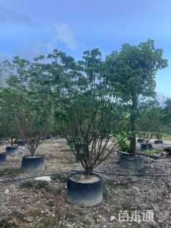 高度300厘米黄皮