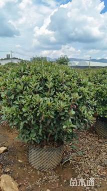 冠幅200厘米红叶石楠球