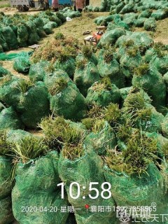 高度15厘米麦冬