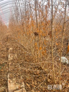 高度100厘米果石榴