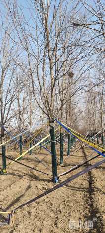 15公分美国红枫