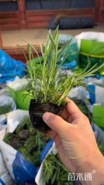 高度20厘米常夏石竹